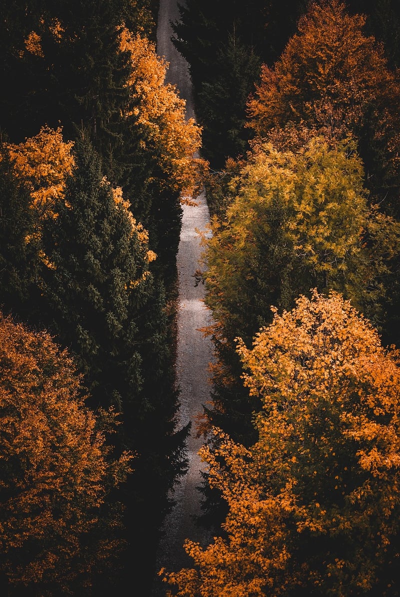 Hiking in the Forest
